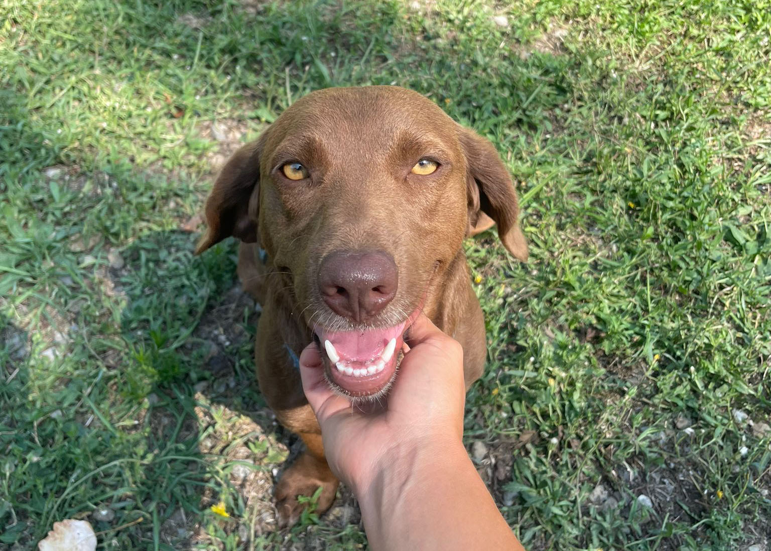 Gina