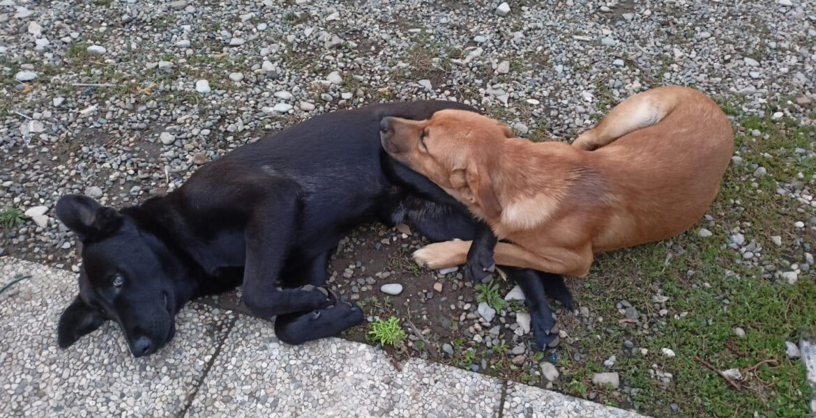 Jack e Leo