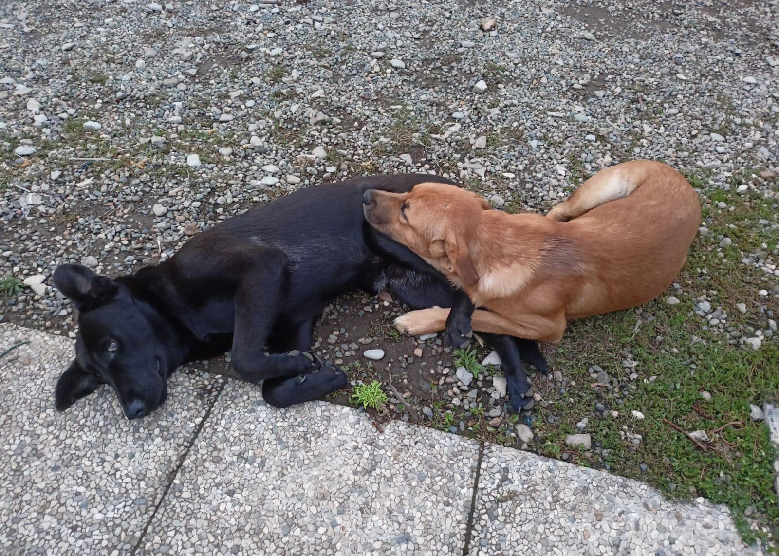 Jack e Leo