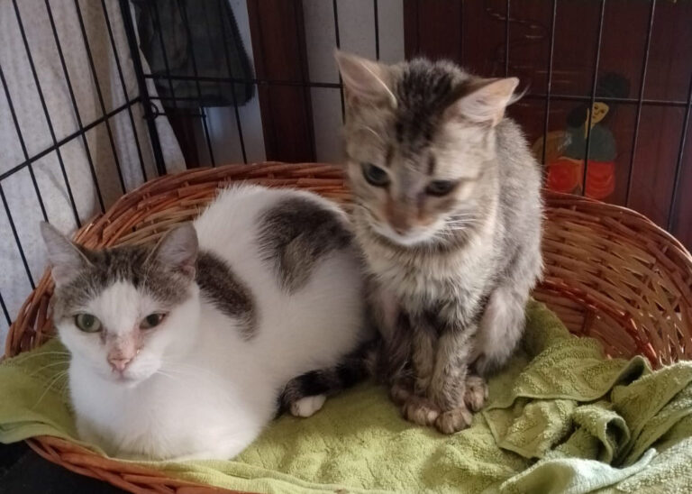 Amelia e Ambra