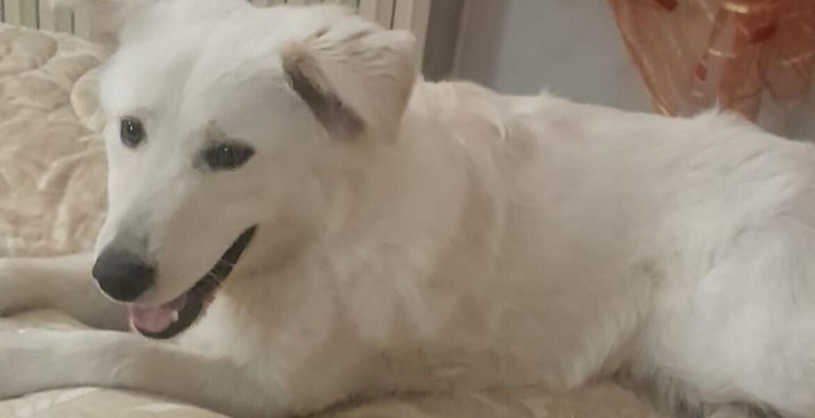 Dylan