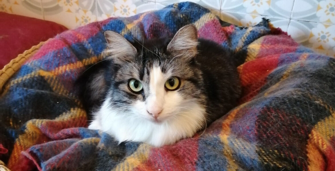 Iris