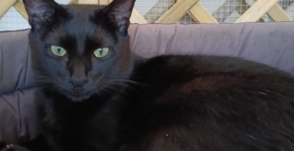 Nerone