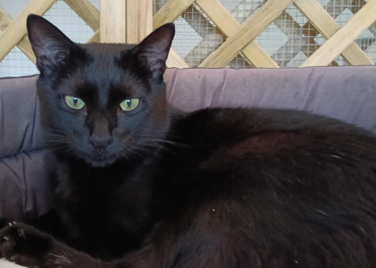 Nerone