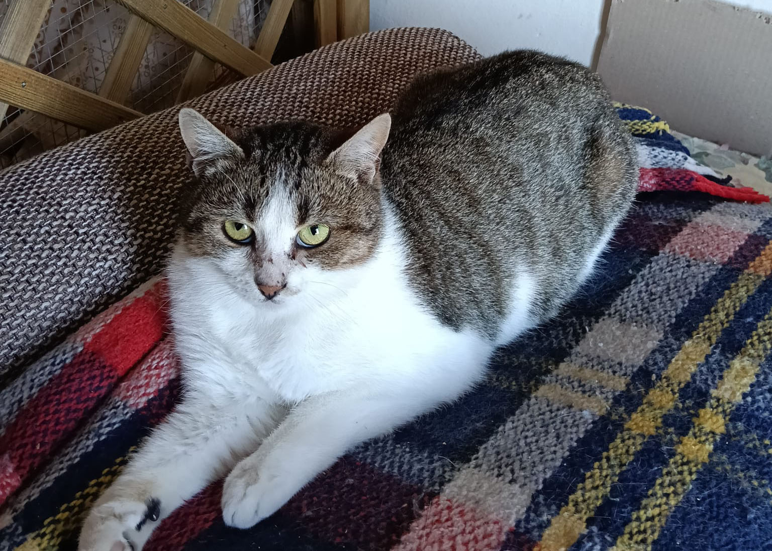 Sofia
