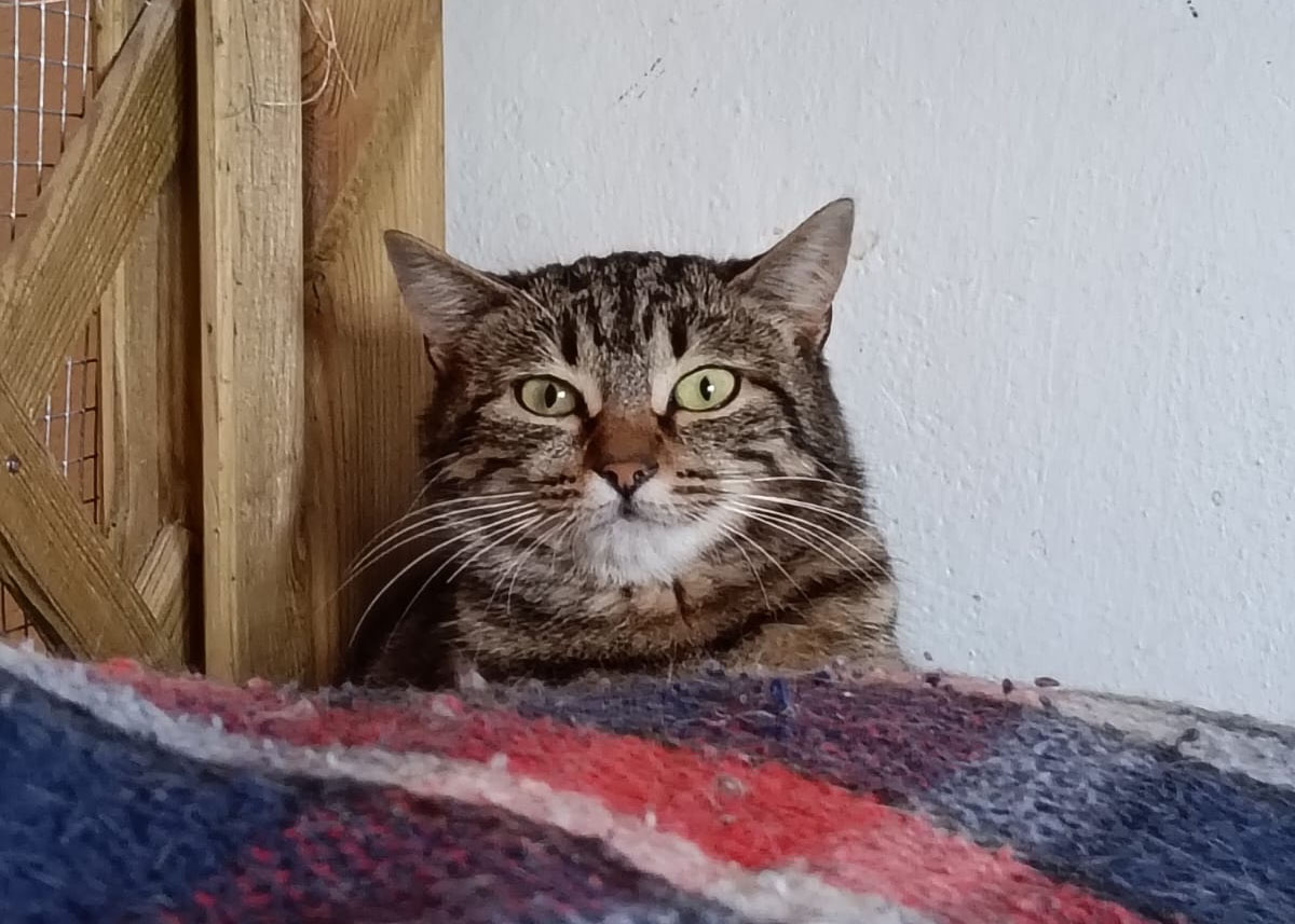 Lupina