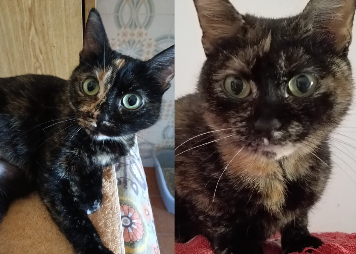 Iris e Minou