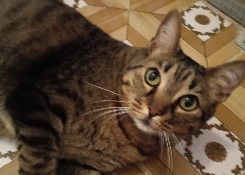 Micio Max