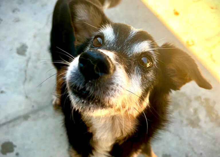 Nico