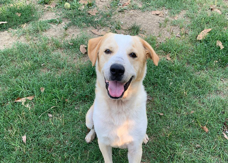 Pedro