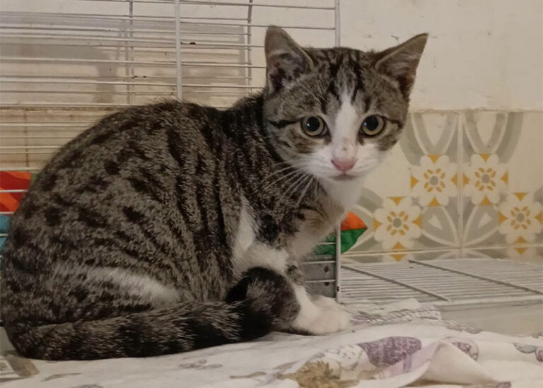 Artù