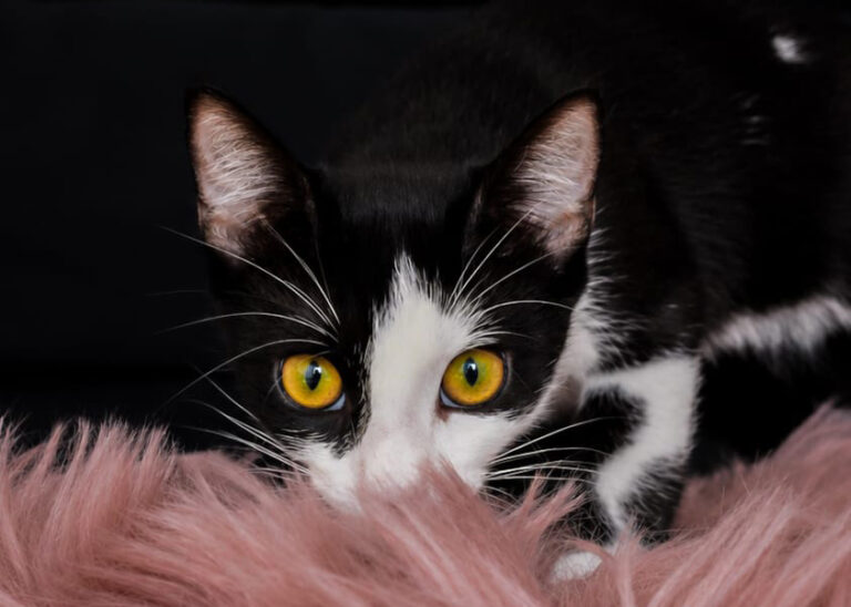 Lulù