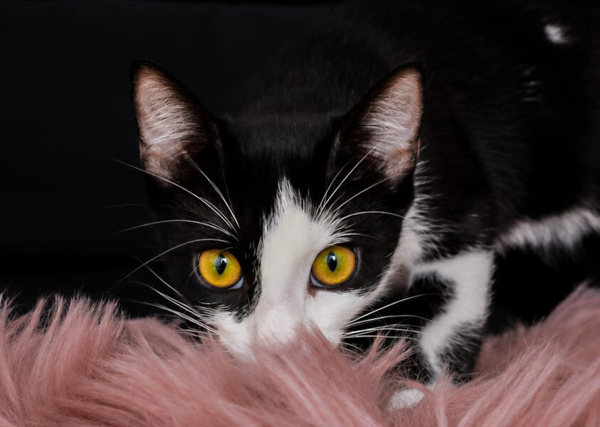 Lulù