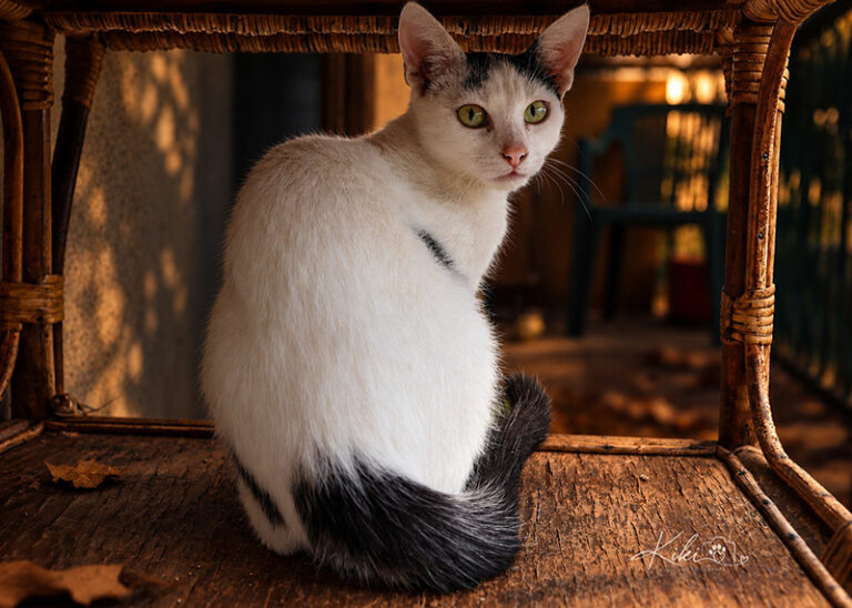 Miko