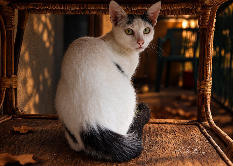 Miko