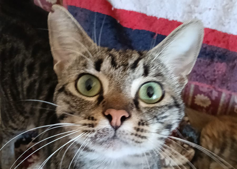Tigrotto